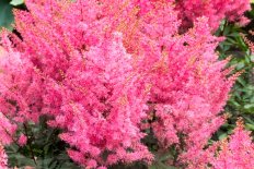Астильба гибридная Юник Пинк Astilbe hybrida Younique Pink