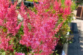 Астильба гибридная Юник Пинк Astilbe hybrida Younique Pink