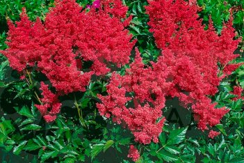 Астильба японская Кобленц Astilbe japonica Koblenz