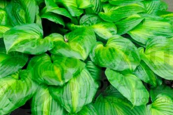 Хоста Авокадо Hosta Avocado
