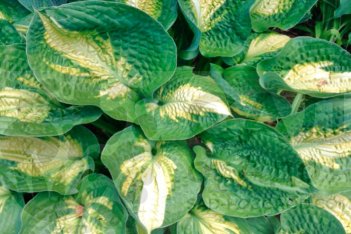 Хоста Аллигатор Элли Hosta Alligator Alley