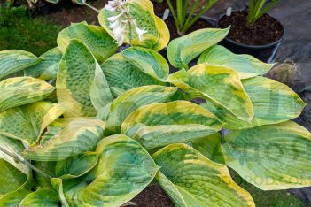 Хоста гибридная Олив Бэйли Лэнгдон Hosta hybride Olive Bailey Langdon