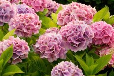 Гортензия крупнолистная Мэджикал Кристал Hydrangea macrophylla Magical Crystal