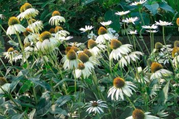 Эхинацея пурпурная Вайт Свон Echinacea purpurea White Swan
