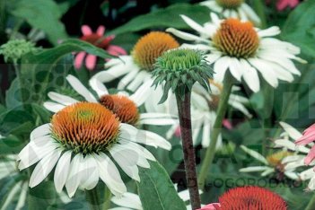 Эхинацея пурпурная Вайт Свон Echinacea purpurea White Swan