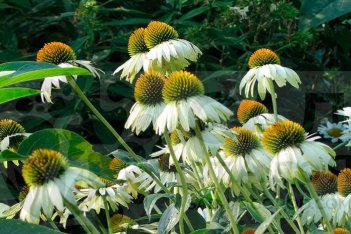 Эхинацея пурпурная Вайт Свон Echinacea purpurea White Swan