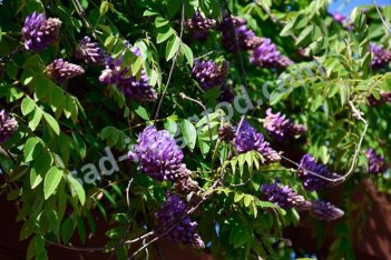 Глициния макростахия Блю Мун Wisteria macrostachya Blue Moon