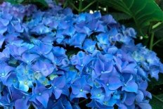 Гортензия крупнолистная Эрли Блю Hydrangea macrophylla Early Blue