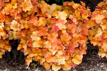 Гейхера Нозерн Экспоже Амбер Heuchera Northern Exposure Amber