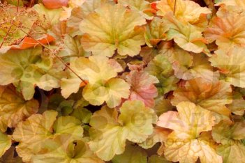 Гейхера Нозерн Экспоже Амбер Heuchera Northern Exposure Amber