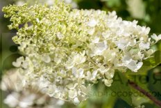 Гортензия метельчатая Тардива Hydrangea paniculata Tardiva