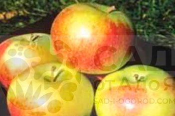 Яблоня Уэлси Malus domestica Wealthy