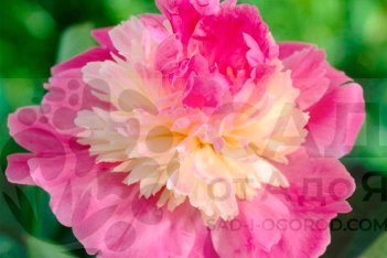 Пион молочноцветковый Гей Пари Paeonia laktiflora Gay Paree