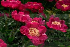 Пион молочноцветковый Микадо Paeonia lactiflora Mikado