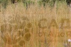 Молиния голубая Морхекс Molinia caerulea Moorhexe