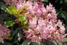 Рододендрон крупнейший Rhododendron maximum