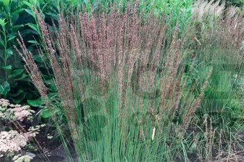 Молиния голубая Эдит Дудзус Molinia caerulea Edith Dudszus
