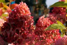Гортензия метельчатая Гарденлайт Редлайт Hydrangea paniculata Gardenlight Redlight