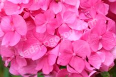 Гортензия крупнолистная Эндлесс Саммер Блум Стар Hydrangea macrophylla Endless Summer Bloom Star