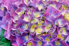 Гортензия крупнолистная Саммер Лав Hydrangea macrophylla Endless Summer ® Summer Love