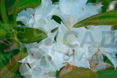 Рододендрон микстум Шнеекёпфхен Rhododendron mixtum Schneekopfchen