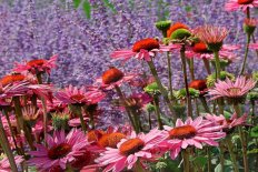 Эхинацея пурпурная Руби Джайнт Echinacea purpurea Ruby Giant