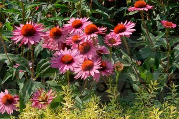 Эхинацея пурпурная Руби Джайнт Echinacea purpurea Ruby Giant