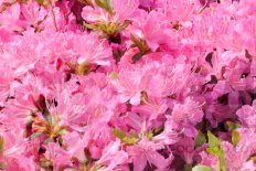 Рододенрон японский Диамант Роза Azalea japonica Diamant Rosa