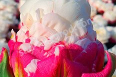 Тюльпан Айс Крим махровый поздний Tulipa Ice Cream