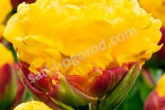 Тюльпан Айс Крим Банана махровый поздний Tulipa Ice Cream Banana