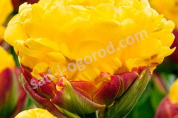 Тюльпан махровый поздний Айс Крим Банана Tulipa Ice Cream Banana