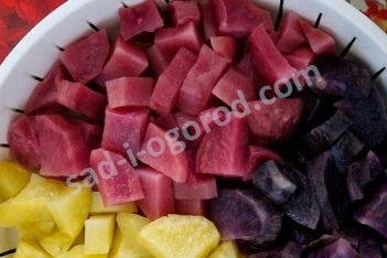 Сорт Марсианка картофель семенной