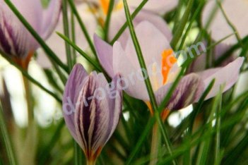 Крокус левигатус Фонтенайи Crocus laevigatus Fontenayi