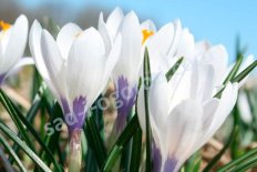 Крокус весенний Сильвер Коралл Crocus vernus Silver Coral