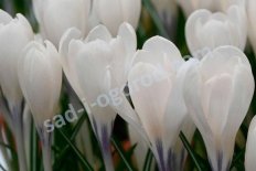 Крокус крупноцветковый Айс Квин Crocus Large Flowering Ice Queen