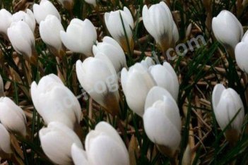 Крокус золотистый Полар Бир Crocus chrysanthus Polar Bear