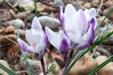 Крокус золотистый Леди киллер Crocus chrysanthus Ladykiller