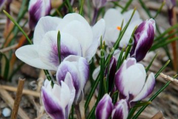Крокус золотистый Леди киллер Crocus chrysanthus Ladykiller