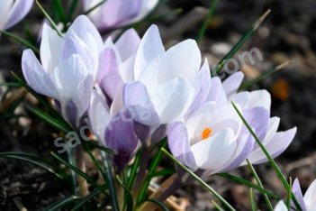 Крокус Вельдена Фея Crocus weldenii Fairy