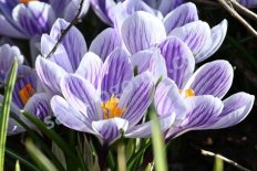Крокус весенний Страйпд Бьюти Crocus vernus Striped Beauty