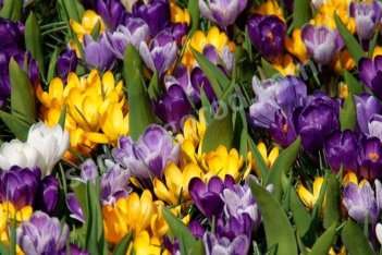 Крокус весенний микс Crocus vernus mix