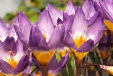Крокус Сайбери Триколор Crocus sieberi subsp. sublimis Tricolor