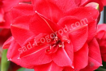 Гиппеаструм Пинк Симфони Hippeastrum Pink Symphony
