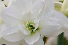 Гиппеаструм Акико Hippeastrum Akiko