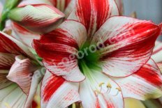 Гиппеаструм Амбиенс Hippeastrum Ambiance