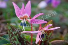Кандык европейский Пурпл Кинг Erythronium dens-canis Purple King