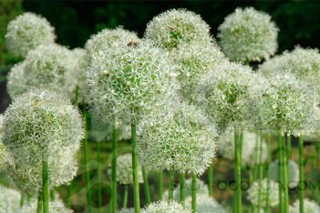 Аллиум Вайт Джайнт Allium White Giant