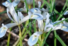 Ирис сетчатый Фроузен Планет Iris reticulata Frozen Planet
