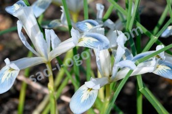 Ирис сетчатый Фроузен Планет Iris reticulata Frozen Planet