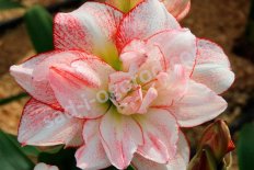 Гиппеаструм Страйпед Амадеус Hippeastrum Striped Amadeus